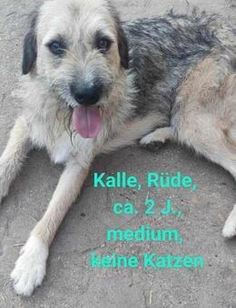 Kalle und Neo suchen ein Zuhause - Gelenau (Erzgebirge)