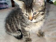 Ein süßes BKH Kitten sucht noch ein liebevolles Zuhause - Lichtenstein