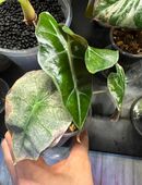 Alocasia Polly mint variegata Rhizom in 99628