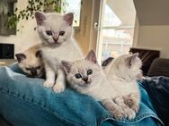 Britisch Kurzhaar Kitten mit blauen Augen – Liebevolles Zuhause gesucht - Dinkelsbühl