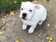 Wir dürfen jetzt ausziehen Englische Bulldogge/ Boxer Mix - Seeland