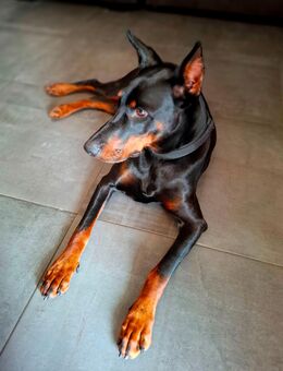 4 Jährige Dobermann Hündin - Aldenhoven