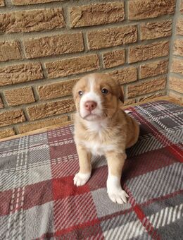 Australien Shepherd x Labrador Mix Welpen - Niederzier