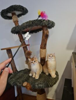 Reinrassige BKH Kitten mit Stammbaum ,Mädchen und Jungen Farbe black golden shell - Geesthacht