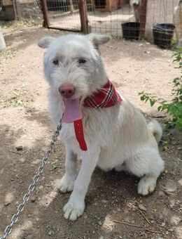 Buster- ein fröhlicher Hundejunge - Meuselwitz