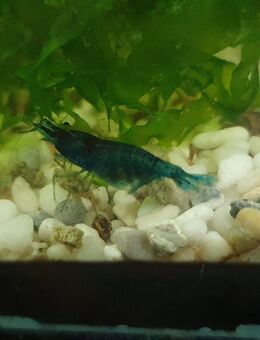 Tausche Dennerle Nano Cube - Bovenden