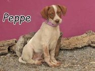 Der kleine Peppe versucht sein Glück... - Essingen (Rheinland-Pfalz)