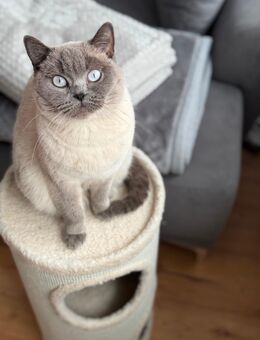 Bkh Blue Point - Elsdorf (Nordrhein-Westfalen)