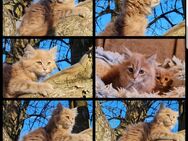 Maine Coon Kitten suchen Herzensplätze - Kiefersfelden