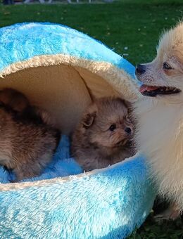 Pomeranian-Welpen an Tierliebhaber zu verkaufen - Bilten