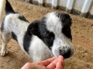 ☯️ Fröhliches Welpenmädchen Yin 🐶🌟 - Eislingen (Fils)