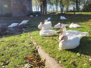 Enten für Weihnachten - Süderlügum