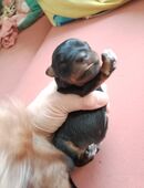 Dackel Pinscher mix Welpe in 06124