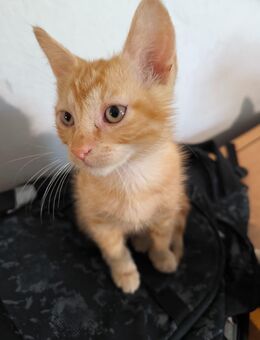 Verspielte Katzenbabys suchen ein liebevolles Zuhause! - Arneburg Beelitz