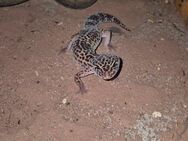 Leopardgecko mit Terrarium - Pfaffenhofen