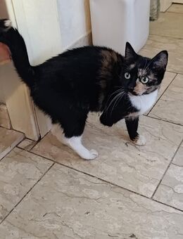 Einzigartige, eher kleine Glückskatze (mehrfarbig) ❤️❤️❤️ - Südlohn