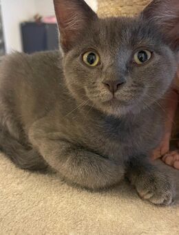 Katzenbabys Devon Rex/Don Sphynx ab Mitte Oktober abgabebereit - Burgwedel