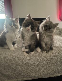 Maine Coon Kitten - Übach-Palenberg