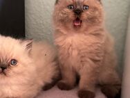 Perserkatze /Perserkitten /Katzenbaby /Perserkätzchen - Schwetzingen Zentrum