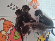 4 katzenbabys weiblich suchen ab Mitte August ein schönes Zuhause - Laubenheim