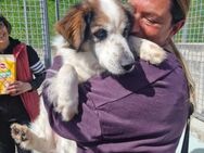 Max - Hundebub im besten Alter - Grevenbroich