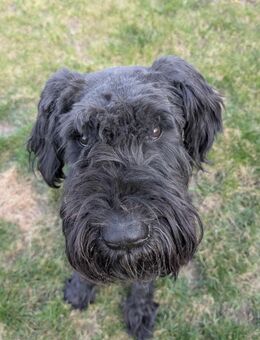 Riesenschnauzer Barney (geb. 03/2021) - Pegnitz