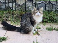 Katze sucht dringend als ein neues schönes zu Hause mit Freigang - Barsbüttel