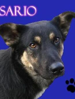 SARIO sucht Zuhause - Gefrees