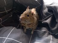 3 Degu -Brüder,alle gesund - Geeste