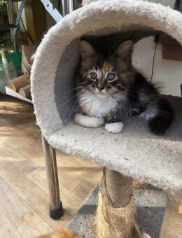Main Coon Kitten - Marpingen