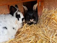 Kaninchen Zwergkaninchen Löwenkopf - Uelversheim