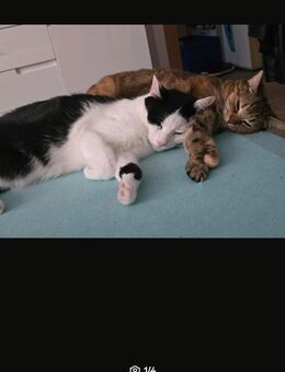 Zwei Katzen suchen ein neues Zuhause - Großenhain