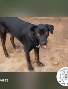 Gwen sucht ihr Für-immer-Körbchen - Kirchzell