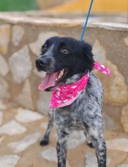 Lassie ein kleiner Sonnenschein - Berlin