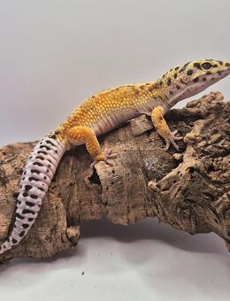 Wunderschöne super liebe Leopardgecko Jungtiere 2025 - Jüchen