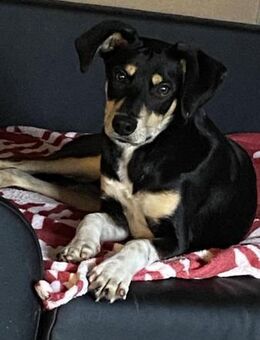 Der freche Max sucht seinen Menschen - Teisnach