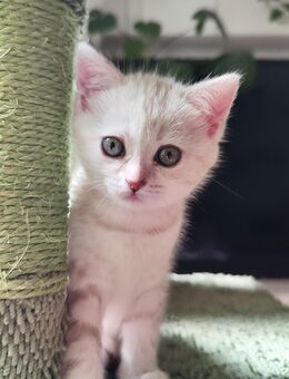 Babykatzen Bengal Mix - Weissach (Tal)