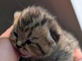 BKH Britisch Kurzhaar Kitten in 88131