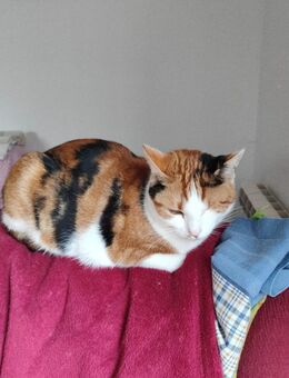 Pido; Glückskätzchen sucht nach Glück - Geilenkirchen