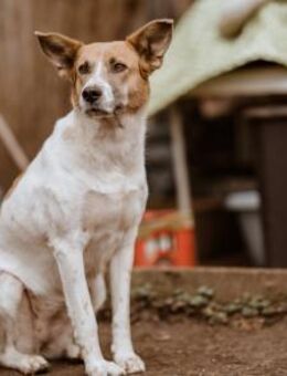 Darf Draga bei dir einziehen? - München