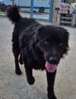 Fröhlicher Gogi - Ellerbek