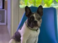 Französische Bulldogge - Hamburg