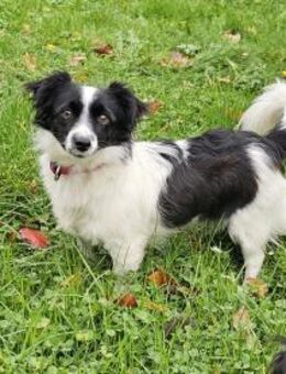 Schüchterne Fritzi sucht liebe Familie - Leonberg (Baden-Württemberg)