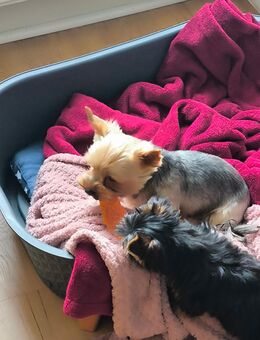 Yorkshire Terrier 2 Rüden - Gelsenkirchen Ückendorf