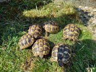 Griechische Landschildkröten Nachzucht 2024 - Neustadt (Sachsen)