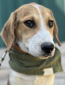 Elvis - Sozialer Junghund sucht Familie - Berlin