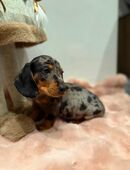 Zwergdackel Welpen Black Tan / Tiger suchen in 53894