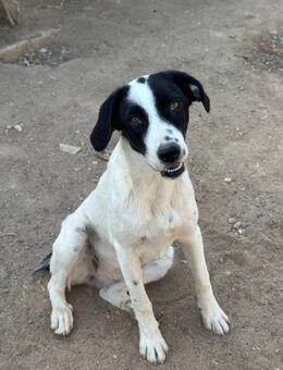 Ramona sucht ihr zu Hause - Krefeld