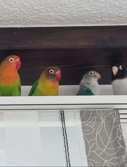 Unzertrennliche Vögel / Agaporniden - Bremen