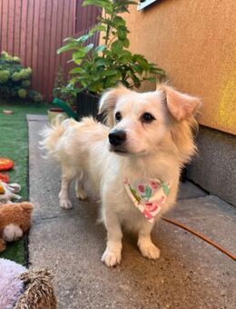 Ashley-kleine Schmusemaus sucht Liebe - Chemnitz